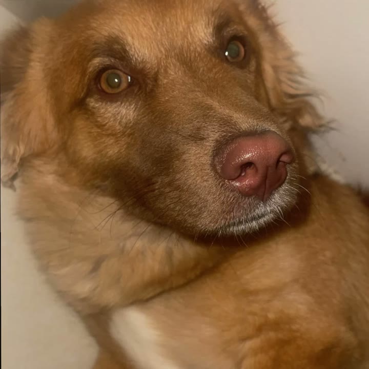Golden-brown dog, original photo