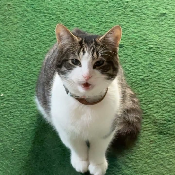 Marble the cat, original photo