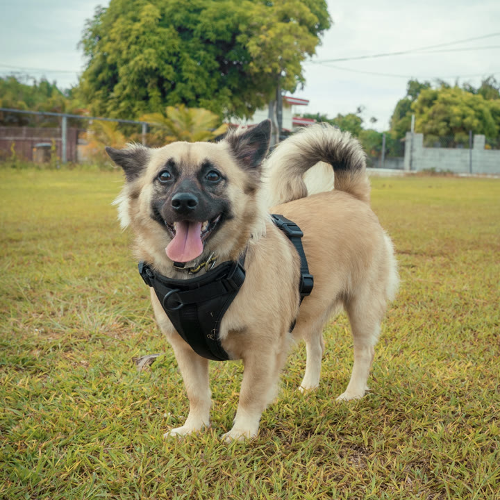 Dog in a black harness, original photo